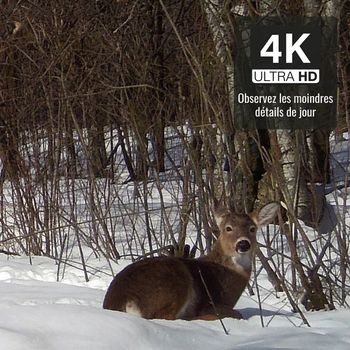 Caméra de chasse Solaire 4K
