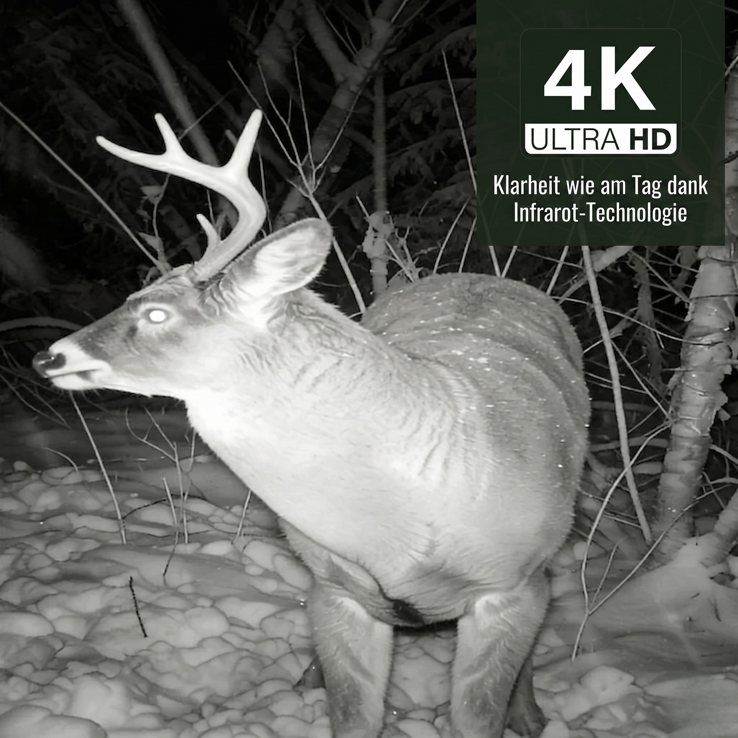 Caméra de chasse Solaire 4K